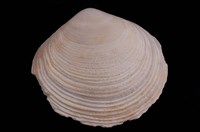 藏品(盤櫻蛤)的圖片